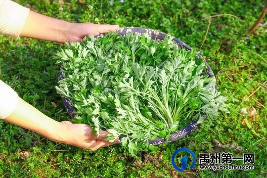 禹州花石镇用小小艾草铺就村民致富路 禹州花石镇用小小艾草铺就村民致富路
