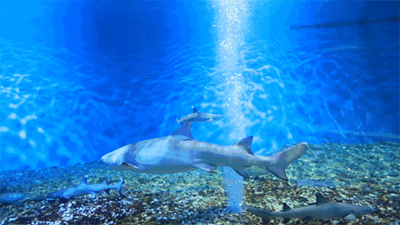 禹州“海洋馆”开放在即,万张门票免费领! 禹州“海洋馆”开放在即,万张门票免费领!