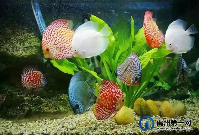 禹州“海洋馆”开放在即,万张门票免费领! 禹州“海洋馆”开放在即,万张门票免费领!