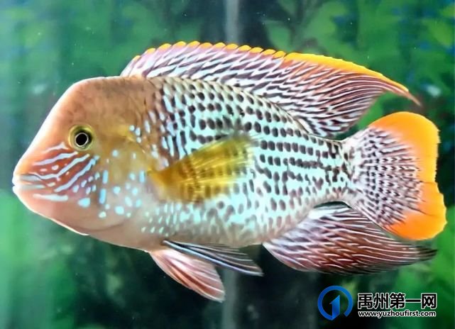 禹州“海洋馆”开放在即,万张门票免费领! 禹州“海洋馆”开放在即,万张门票免费领!