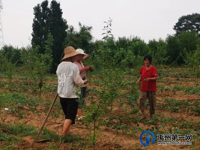 禹州51岁男子回乡创业种植葡萄,技术过硬!黄土生“金”! 禹州51岁男子回乡创业种植葡萄,技术过硬!黄土生“金”!
