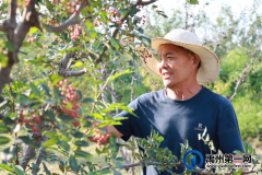 禹州市鸠山镇：闲置土地种花椒 鼓足群众钱袋子