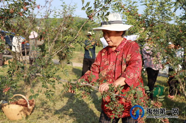 禹州市鸠山镇:闲置土地种花椒 鼓足群众钱袋子 禹州市鸠山镇:闲置土地种花椒 鼓足群众钱袋子