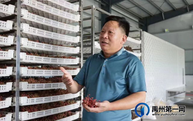 禹州市鸠山镇:闲置土地种花椒 鼓足群众钱袋子 禹州市鸠山镇:闲置土地种花椒 鼓足群众钱袋子