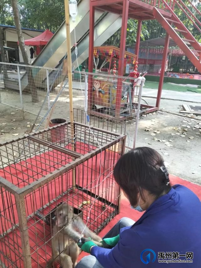 禹州市林业发展中心成功救助国家二级重点保护动物 禹州市林业发展中心成功救助国家二级重点保护动物