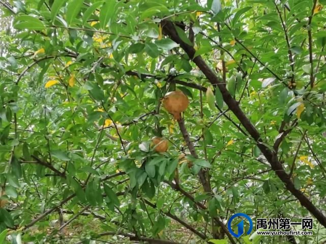 带你领略不一样的禹州公安警营美(机关篇) 带你领略不一样的禹州公安警营美(机关篇)
