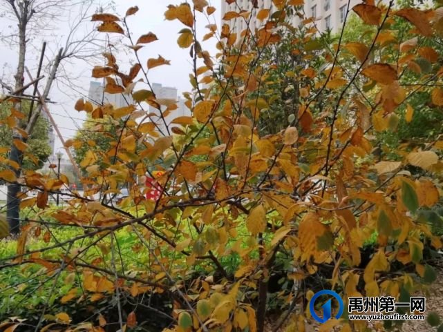 带你领略不一样的禹州公安警营美(机关篇) 带你领略不一样的禹州公安警营美(机关篇)