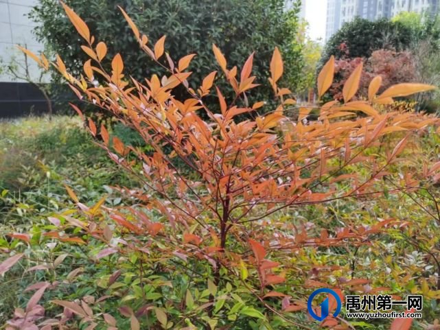 带你领略不一样的禹州公安警营美(机关篇) 带你领略不一样的禹州公安警营美(机关篇)