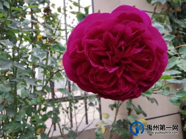 带你领略不一样的禹州公安警营美(机关篇) 带你领略不一样的禹州公安警营美(机关篇)