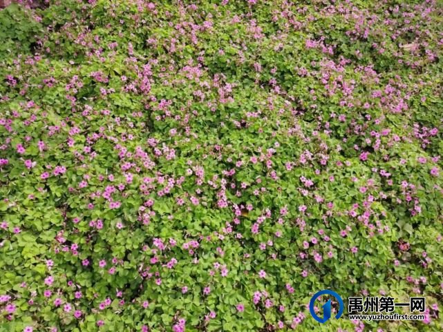 带你领略不一样的禹州公安警营美(机关篇) 带你领略不一样的禹州公安警营美(机关篇)