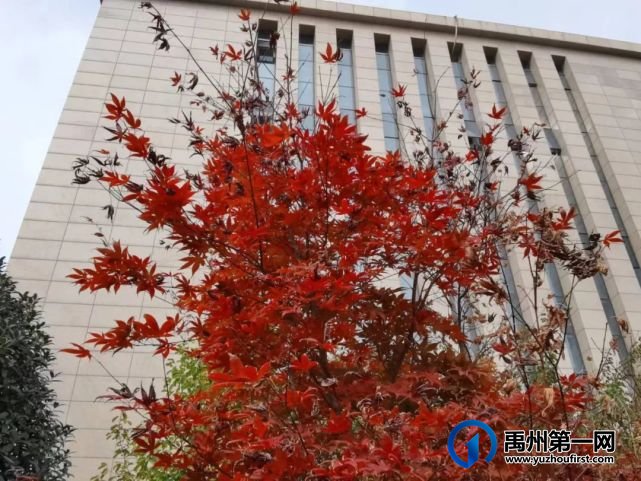 带你领略不一样的禹州公安警营美(机关篇) 带你领略不一样的禹州公安警营美(机关篇)