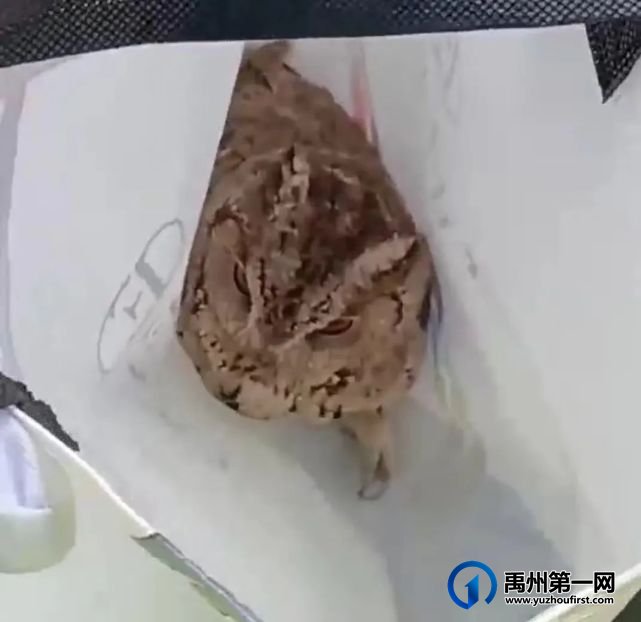 禹州民警遭遇一起“特殊”的“报警”求助 禹州民警遭遇一起“特殊”的“报警”求助