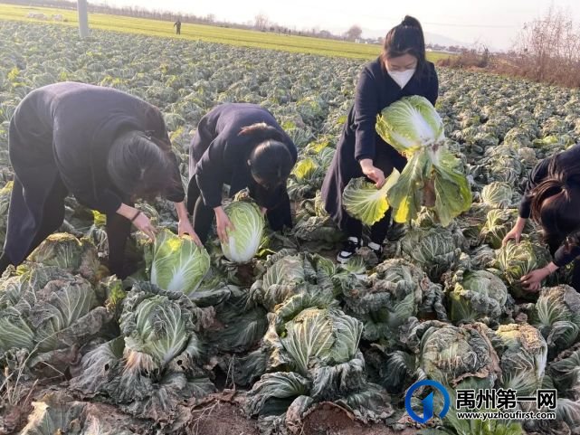 “蔬菜滞销,爱心助农,关爱业主”信友禹州在行动 “蔬菜滞销,爱心助农,关爱业主”信友禹州在行动