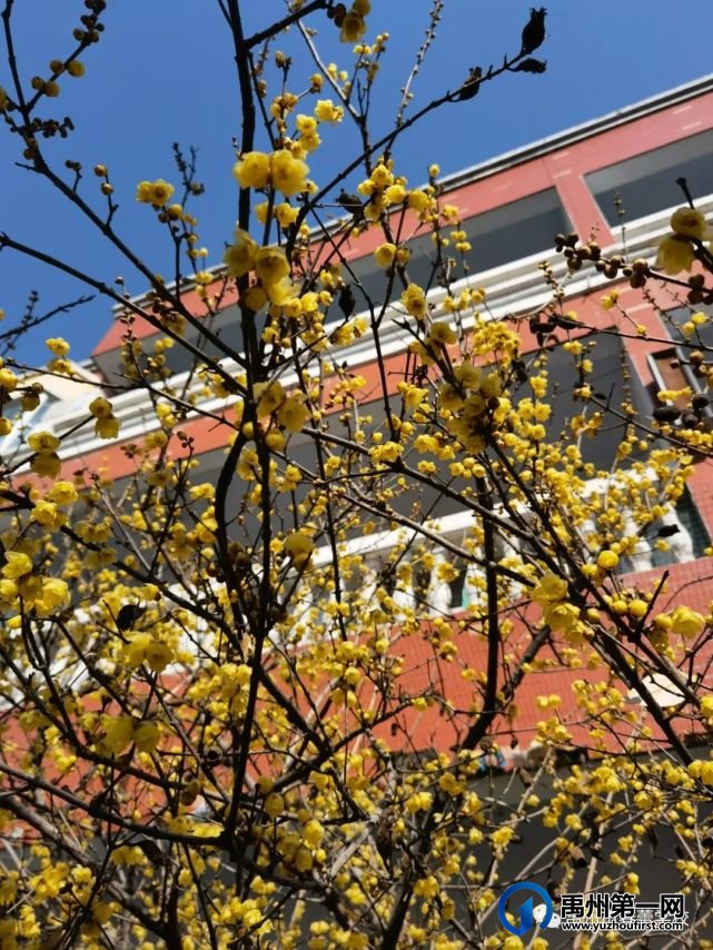 禹州市春蕾学校2023年春招生招教报名开始啦! 禹州市春蕾学校2023年春招生招教报名开始啦!