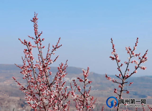 禹州市新增两个省级“一村一品”示范村 禹州市新增两个省级“一村一品”示范村