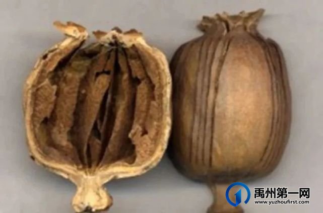 判了!禹州李某在药城卖罂粟壳被警方查获判刑! 判了!禹州李某在药城卖罂粟壳被警方查获判刑!