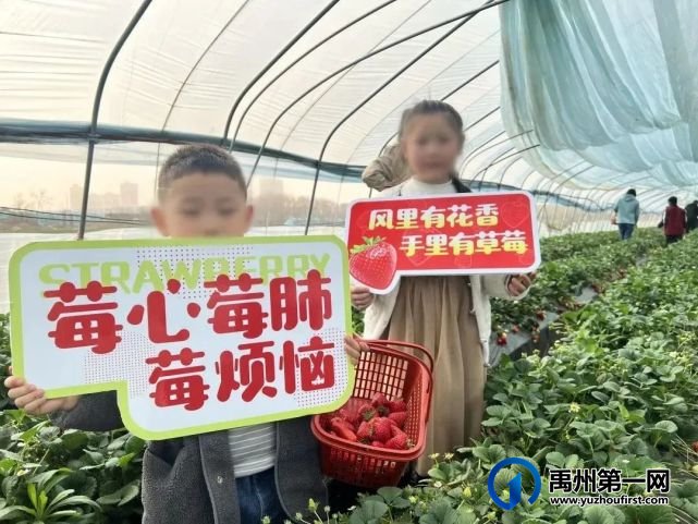 禹州信友天樾感恩老业主草莓采摘活动温暖落幕! 禹州信友天樾感恩老业主草莓采摘活动温暖落幕!