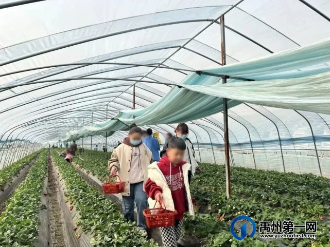 禹州信友天樾感恩老业主草莓采摘活动温暖落幕! 禹州信友天樾感恩老业主草莓采摘活动温暖落幕!