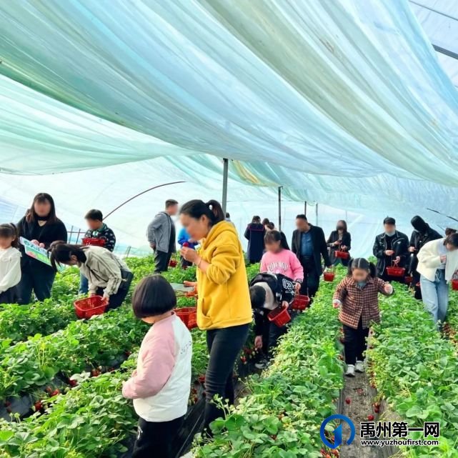 禹州信友天樾感恩老业主草莓采摘活动温暖落幕! 禹州信友天樾感恩老业主草莓采摘活动温暖落幕!