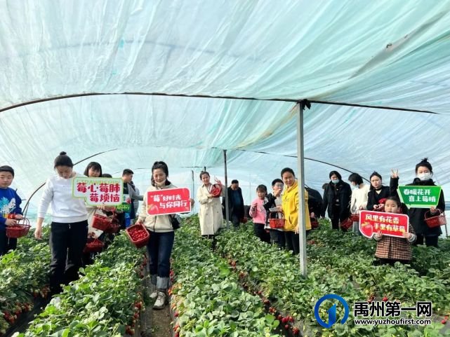 禹州信友天樾感恩老业主草莓采摘活动温暖落幕! 禹州信友天樾感恩老业主草莓采摘活动温暖落幕!