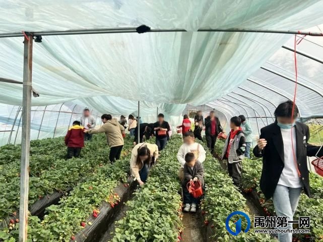 禹州信友天樾感恩老业主草莓采摘活动温暖落幕! 禹州信友天樾感恩老业主草莓采摘活动温暖落幕!