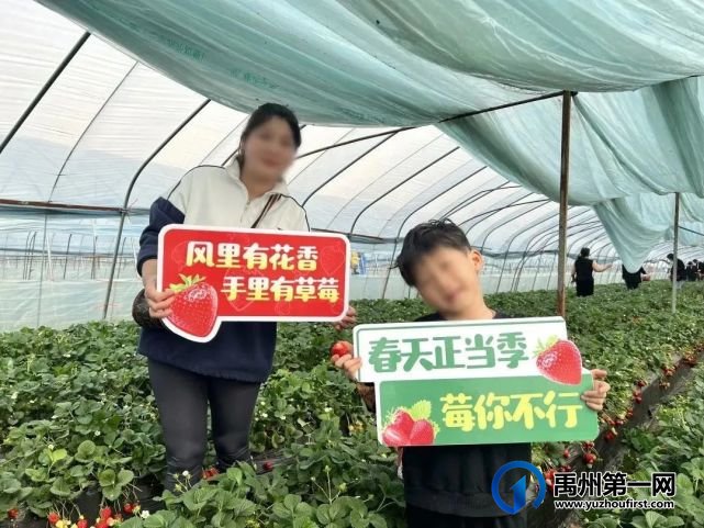 禹州信友天樾感恩老业主草莓采摘活动温暖落幕! 禹州信友天樾感恩老业主草莓采摘活动温暖落幕!
