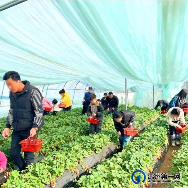 禹州信友天樾感恩老业主草莓采摘活动温暖落幕! 禹州信友天樾感恩老业主草莓采摘活动温暖落幕!
