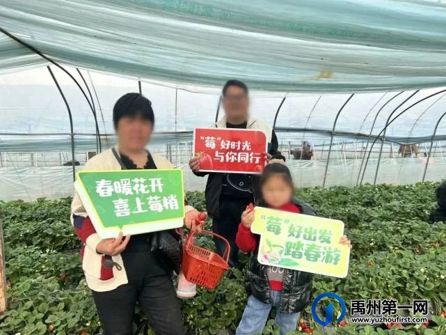 禹州信友天樾感恩老业主草莓采摘活动温暖落幕! 禹州信友天樾感恩老业主草莓采摘活动温暖落幕!