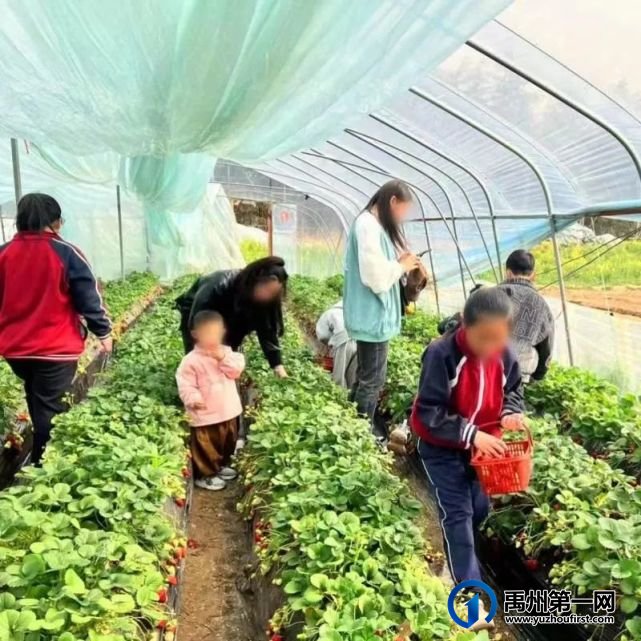 禹州信友天樾感恩老业主草莓采摘活动温暖落幕! 禹州信友天樾感恩老业主草莓采摘活动温暖落幕!