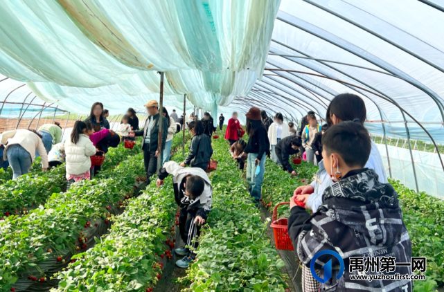 禹州信友天樾感恩老业主草莓采摘活动温暖落幕! 禹州信友天樾感恩老业主草莓采摘活动温暖落幕!