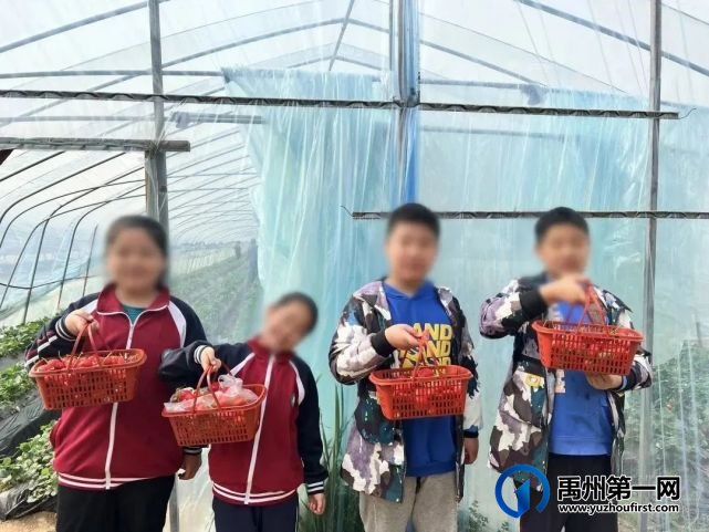 禹州信友天樾感恩老业主草莓采摘活动温暖落幕! 禹州信友天樾感恩老业主草莓采摘活动温暖落幕!