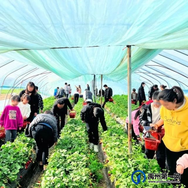 禹州信友天樾感恩老业主草莓采摘活动温暖落幕! 禹州信友天樾感恩老业主草莓采摘活动温暖落幕!