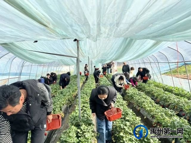 禹州信友天樾感恩老业主草莓采摘活动温暖落幕! 禹州信友天樾感恩老业主草莓采摘活动温暖落幕!