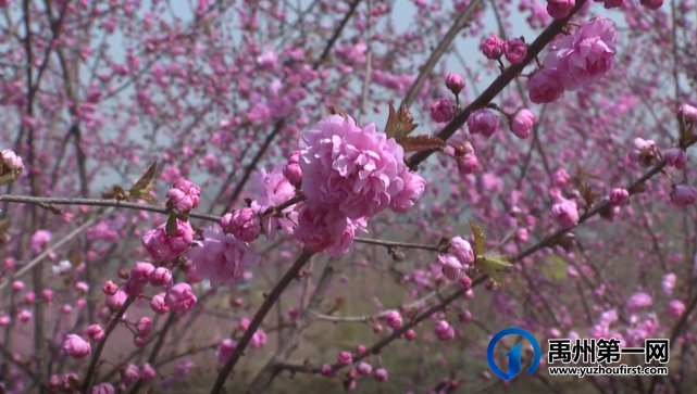 禹州方岗桃花文化旅游节将于3月18日浪漫开启! 禹州方岗桃花文化旅游节将于3月18日浪漫开启!