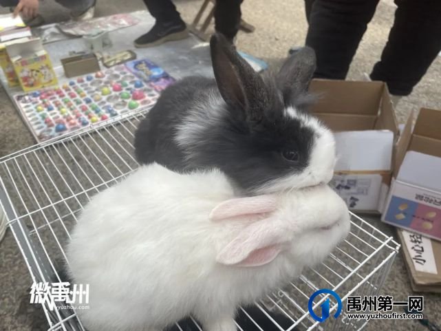 走,一起去逛禹州狗市! 走,一起去逛禹州狗市!