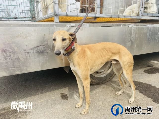 走,一起去逛禹州狗市! 走,一起去逛禹州狗市!
