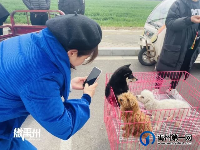 走,一起去逛禹州狗市! 走,一起去逛禹州狗市!
