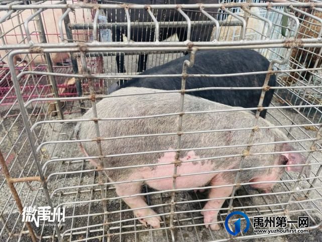 走,一起去逛禹州狗市! 走,一起去逛禹州狗市!