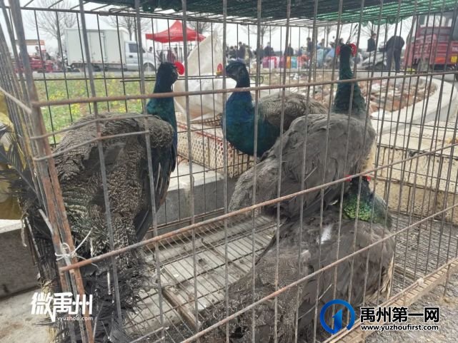 走,一起去逛禹州狗市! 走,一起去逛禹州狗市!