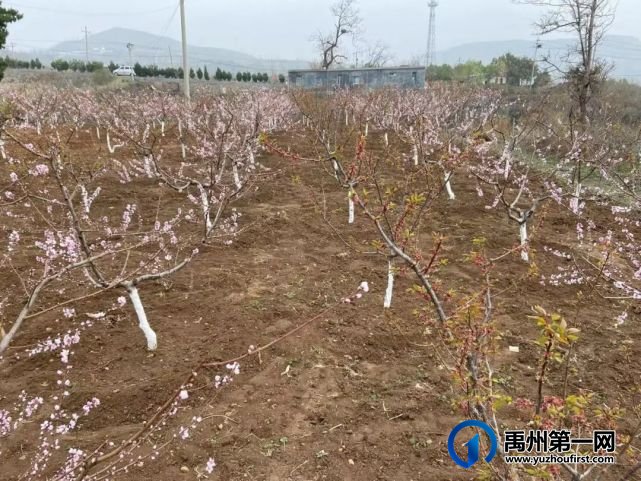 禹州鸠山镇:“果树进村”奔向“绿富美” 禹州鸠山镇:“果树进村”奔向“绿富美”
