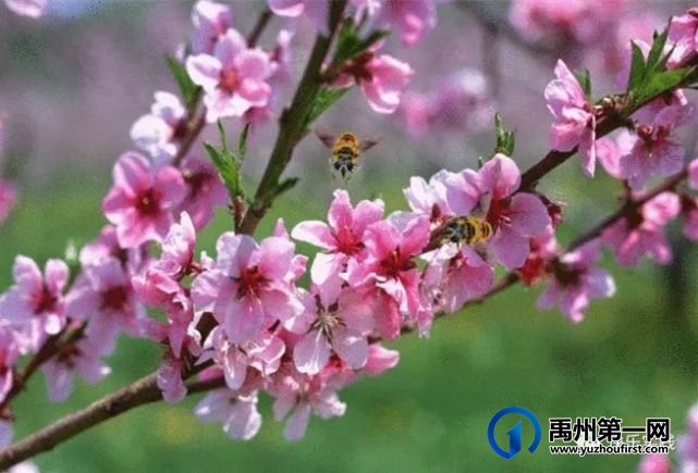 2023年春季禹州市第四实验学校、韩城中心学校八年级综合实践教育活动 2023年春季禹州市第四实验学校、韩城中心学校八年级综合实践教育活动