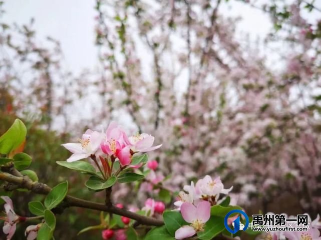 一到春天,这个古镇就美的不像话! 一到春天,这个古镇就美的不像话!