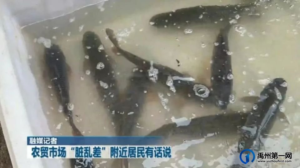 禹州创文曝光:东环路农贸市场,触目惊心! 禹州创文曝光:东环路农贸市场,触目惊心!