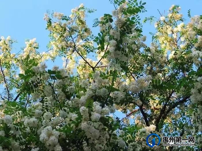 4月20日开幕!鸠山镇第六届槐花文化旅游节邀您前往 4月20日开幕!鸠山镇第六届槐花文化旅游节邀您前往