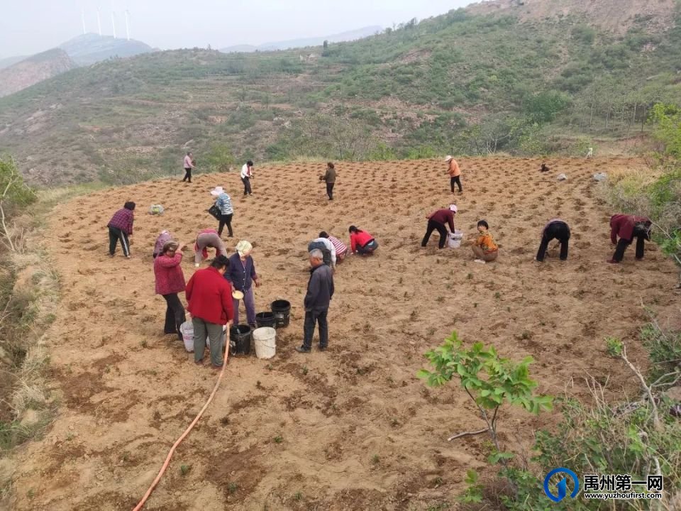 禹州3000余亩中药材!“望天收”成了“金土地” 禹州3000余亩中药材!“望天收”成了“金土地”