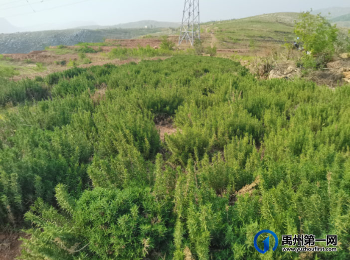 禹州3000余亩中药材!“望天收”成了“金土地” 禹州3000余亩中药材!“望天收”成了“金土地”