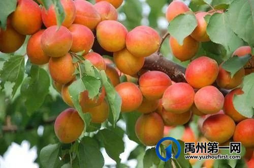 走进美丽乡村,“杏” 福来敲门! 走进美丽乡村,“杏” 福来敲门!