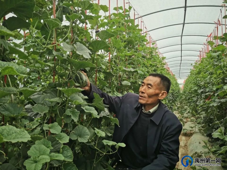 禹州小吕镇柴庄村第二届西瓜节隆重开幕 禹州小吕镇柴庄村第二届西瓜节隆重开幕
