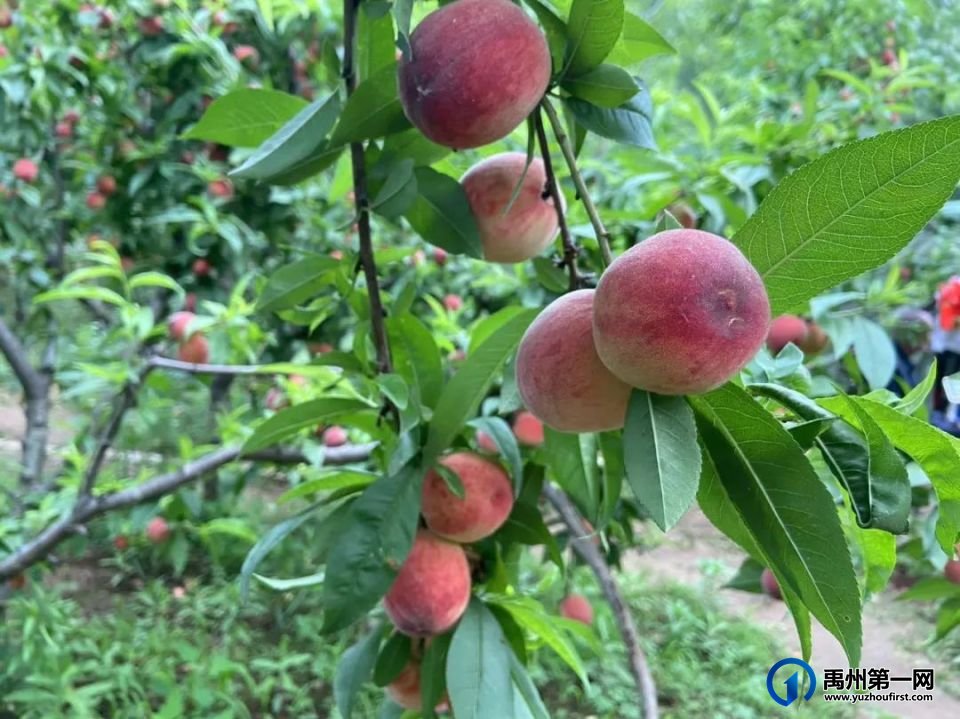 禹州夏日无限好,摘桃要趁早!走起~ 禹州夏日无限好,摘桃要趁早!走起~
