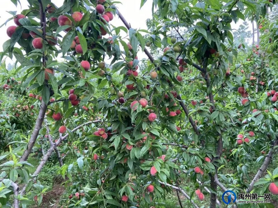 禹州夏日无限好,摘桃要趁早!走起~ 禹州夏日无限好,摘桃要趁早!走起~